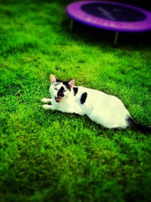 Das ist Arthur mein Kater. Als ich ihn fotografiert habe, hat er gerade miaut .